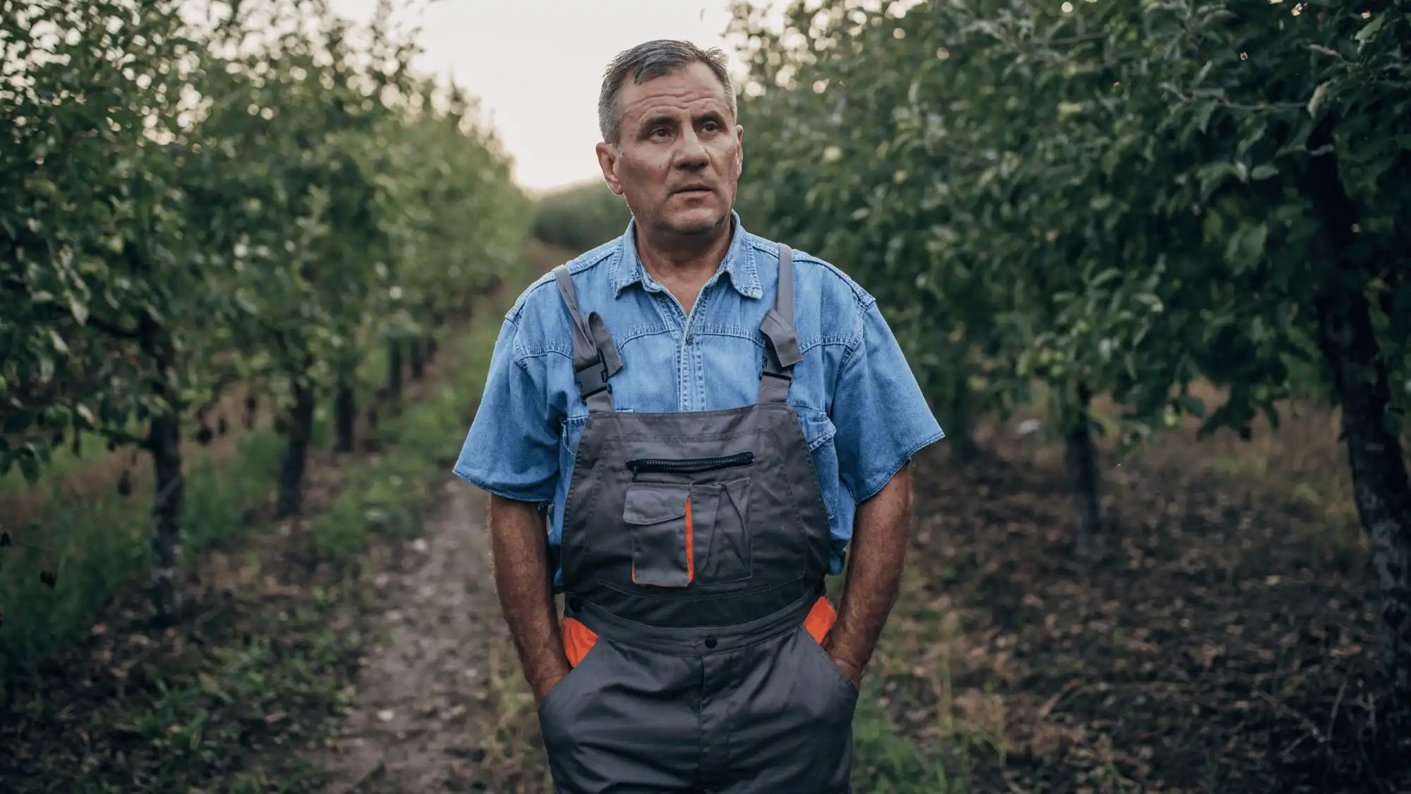 Oregon orchard worker standing between rows of fruit trees, representing agricultural workers who may face workplace injuries and workers’ compensation claims.