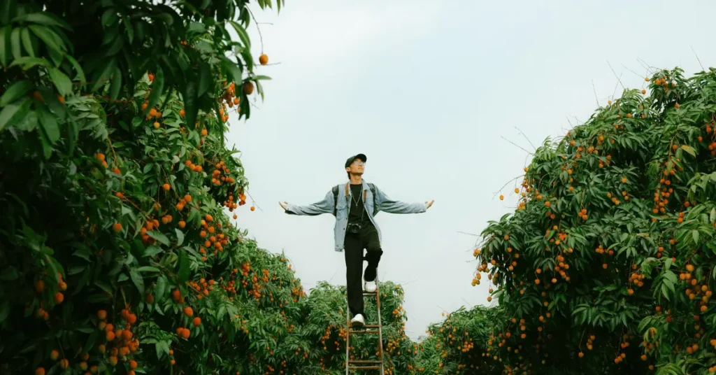 Orchard worker standing on a ladder while harvesting fruit, illustrating common injury risks such as falls, overexertion, and repetitive strain in Oregon orchards.